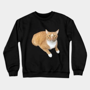 Orange cat scared face Crewneck Sweatshirt